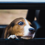 Steer clear of hot dogs as temperatures soar, says GEM