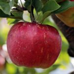 🍎 Apple Day 2025 and Trafalgar Day 2025: Celebrating British Heritage on 21 October